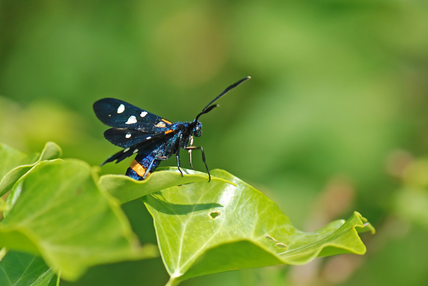 Zygaena ephialtes